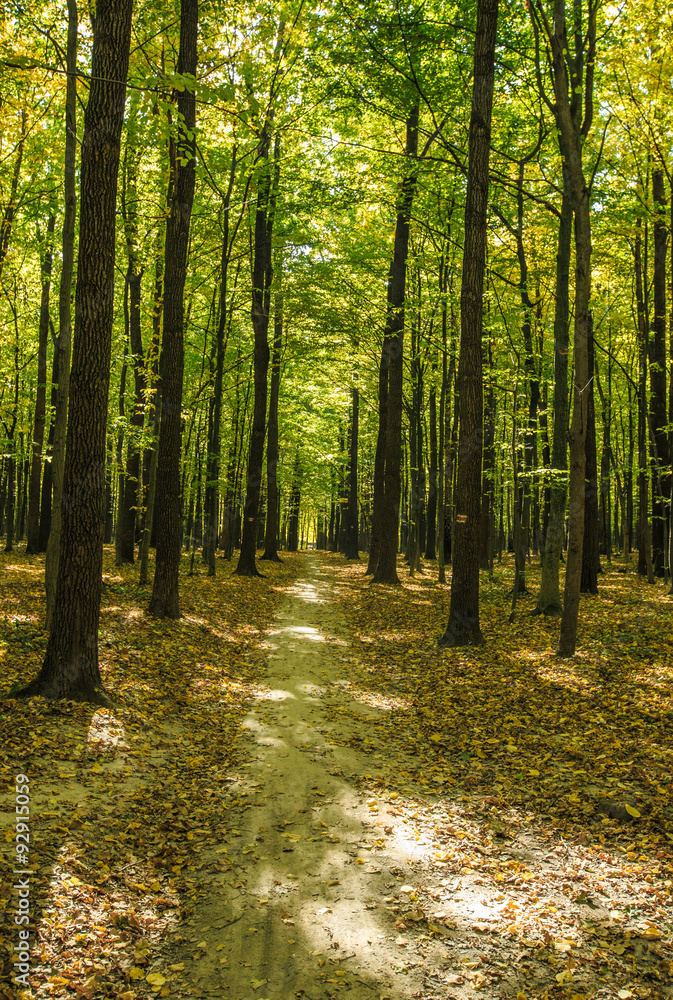 forest forest