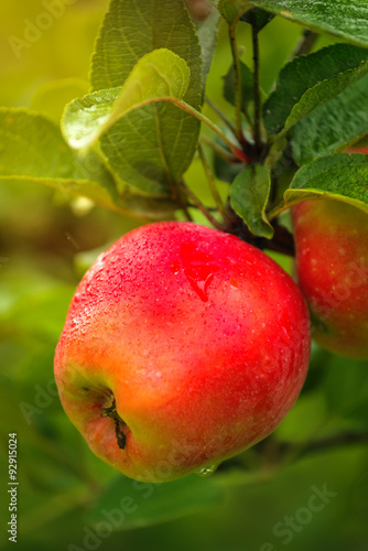 Wallpaper Mural Wet red apple on branch Torontodigital.ca