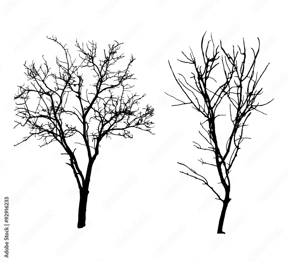 Two winter tree black silhouettes Two winter tree black silhouettes