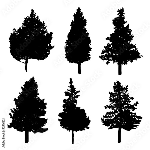 Silhouettes of different kind of fir and pine trees