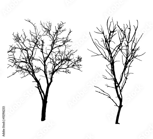 Two winter tree black silhouettes