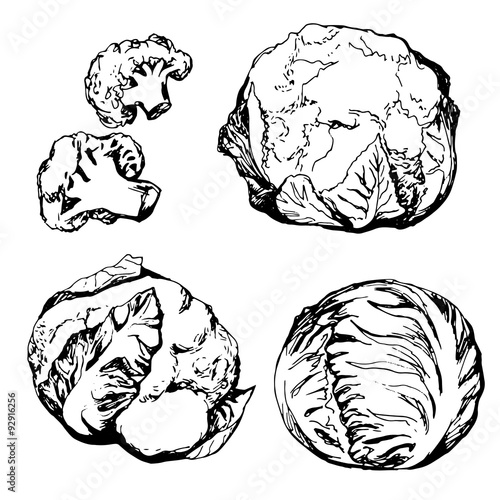 Hand drawn green vegetables: cauliflower, cabbage
