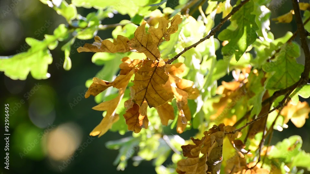 oak in the wind on sunny autumn day oak in the wind on sunny autumn day