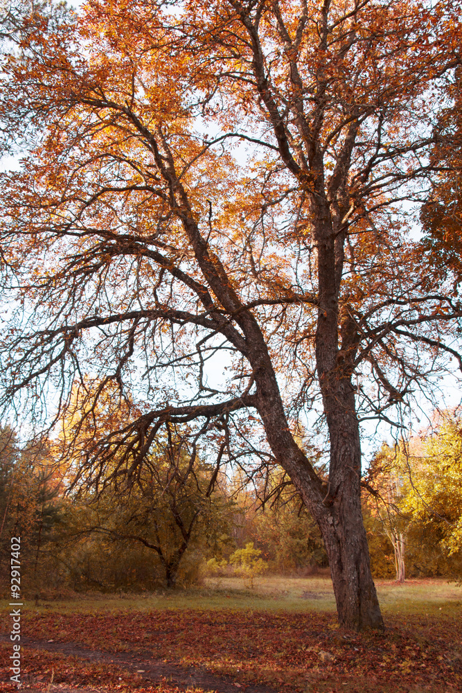 Autumn yellow tree, chestnut