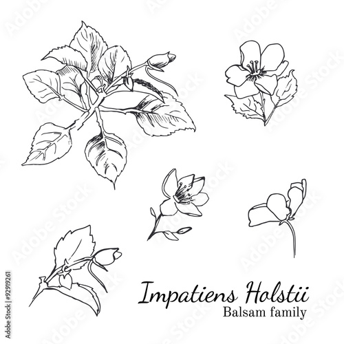 Busy Lizzy parts of plant sketches set