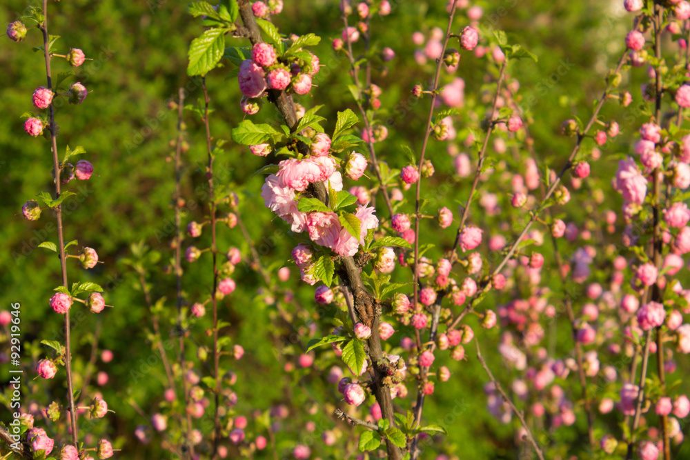 Branch With Little Pink Flowers, Flowers In The Garden At Spring Branch With Little Pink Flowers, Flowers In The Garden At Spring