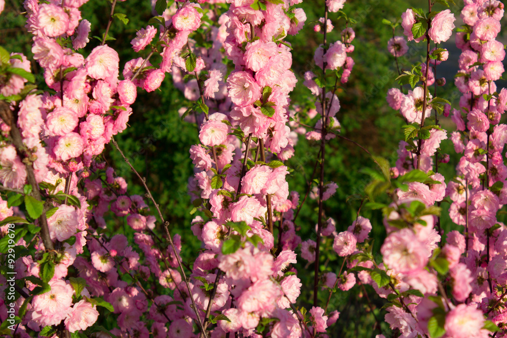 Branch With Little Pink Flowers, Flowers In The Garden At Spring