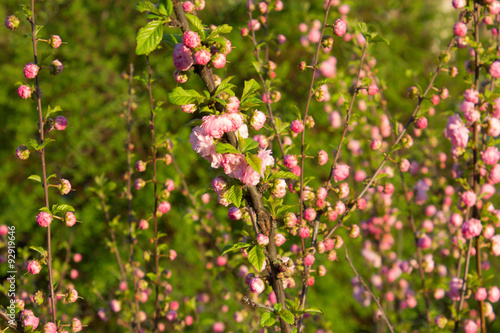 Branch With Little Pink Flowers, Flowers In The Garden At Spring