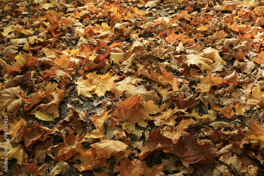 fallen yellow autumn leaves background, texture fallen yellow autumn leaves background, texture