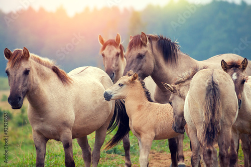 herd of wild horses on the meadow at sunset