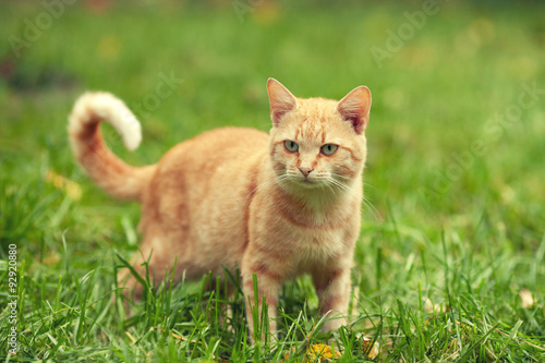 Red cat walking on the grass