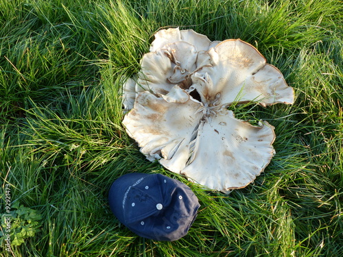 
Meripilus giganteus, (about 45 cm in diameter)  is a polypore fungus in the Meripilaceae family
 photo