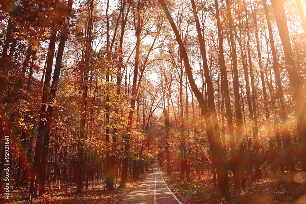 Landscape autumn in a golden forest Landscape autumn in a golden forest