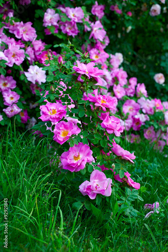beautiful pink rose blooming in garden