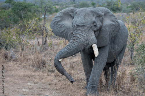 elefant in south africa