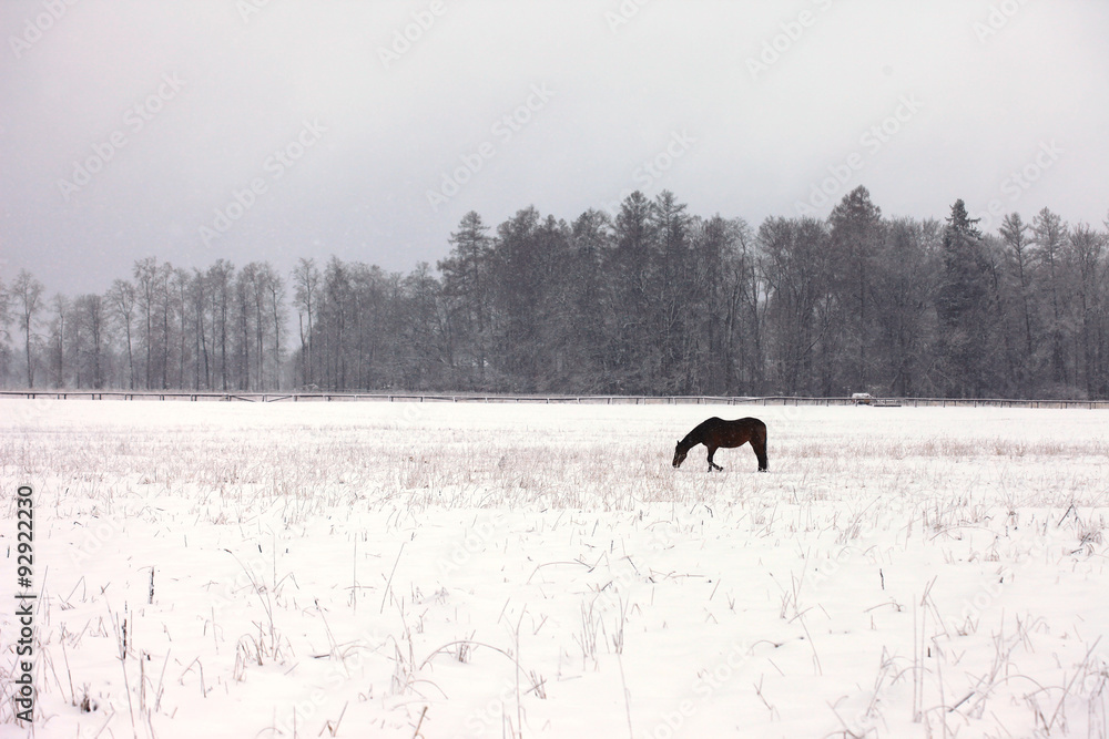 Horse in a snowy field - obrazy, fototapety, plakaty 