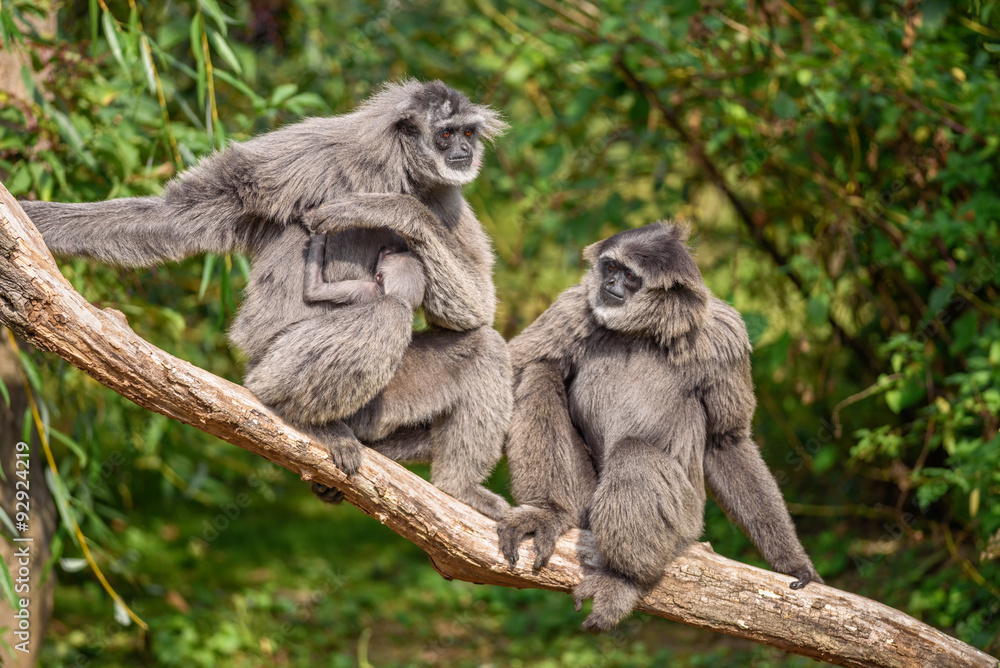 Family of silvery gibbons with a newborn Family of silvery gibbons with a newborn