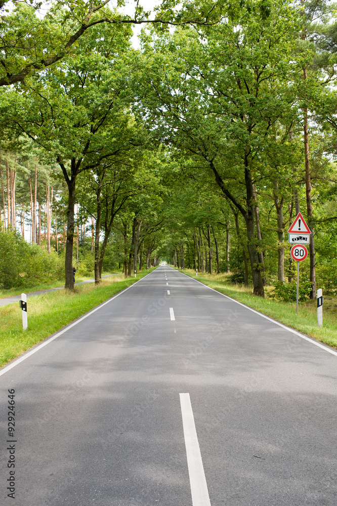 Naklejka premium Road in forest