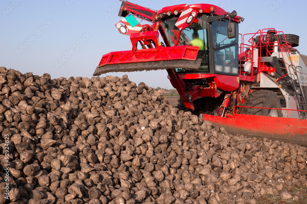 Sugar beet and modern agricultural machinery in a field