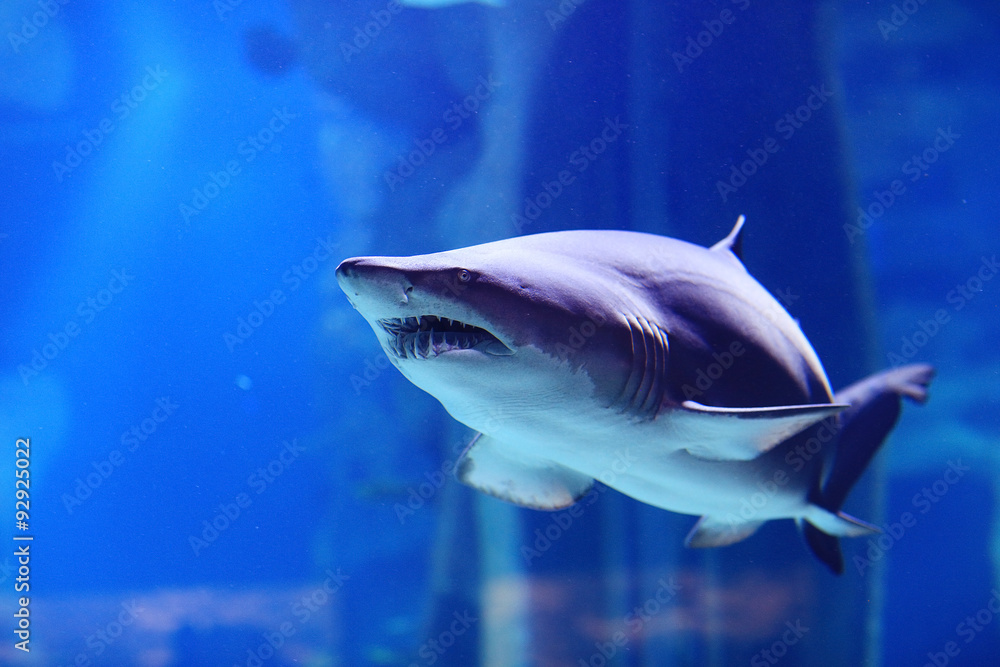 shark in the pool underwater photo shark in the pool underwater photo