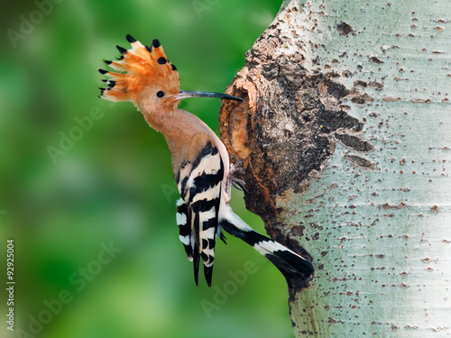 Hoopoe at nest hole at tree trunk with raised crown