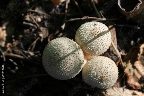 Lycoperdon