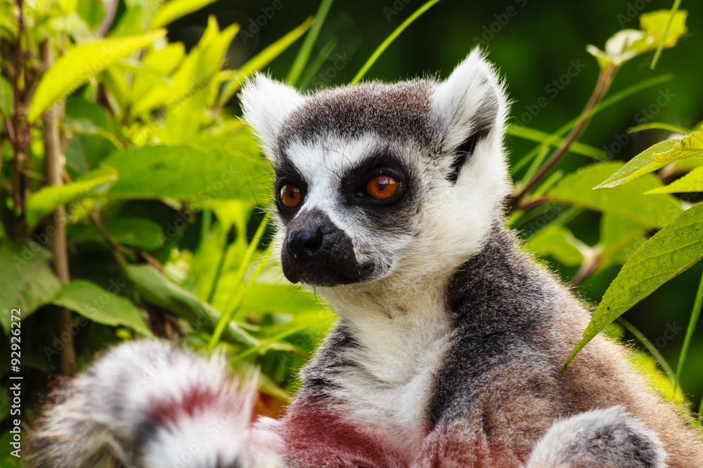 Obraz premium close-up of a lemur of madagascar
