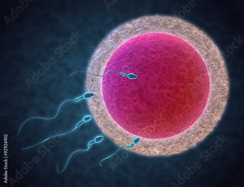 фотографія sperm and egg cell
