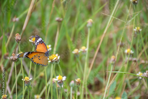 butterfly on grass flower