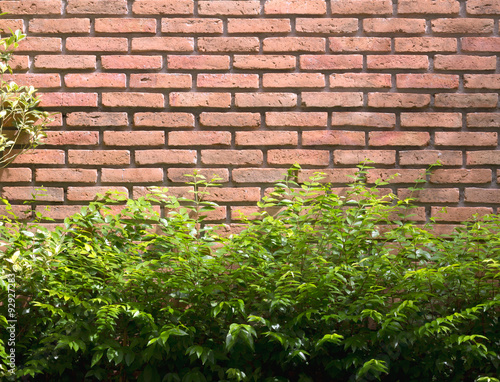 Background - the red brick wall and plant © whyframeshot