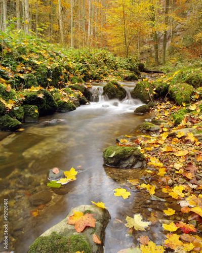 Herbstlicher Mischwald mit Bach 
