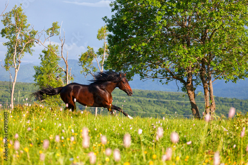 beautiful horse runs on a meadow in a sunny day #92930681