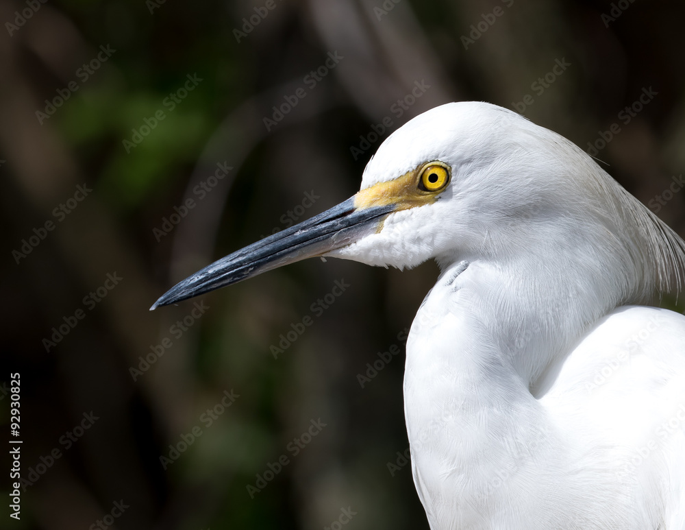 Egret head shot with dark background. Egret head shot with dark background.