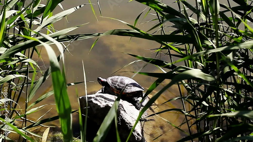 tortoise near a pond in the wild