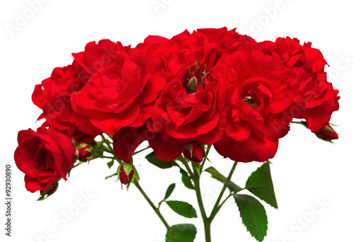 Bouquet of red roses closeup