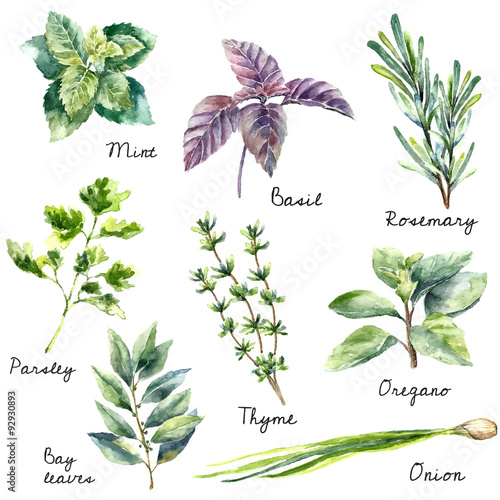 Fototapet Watercolor collection of fresh herbs isolated.