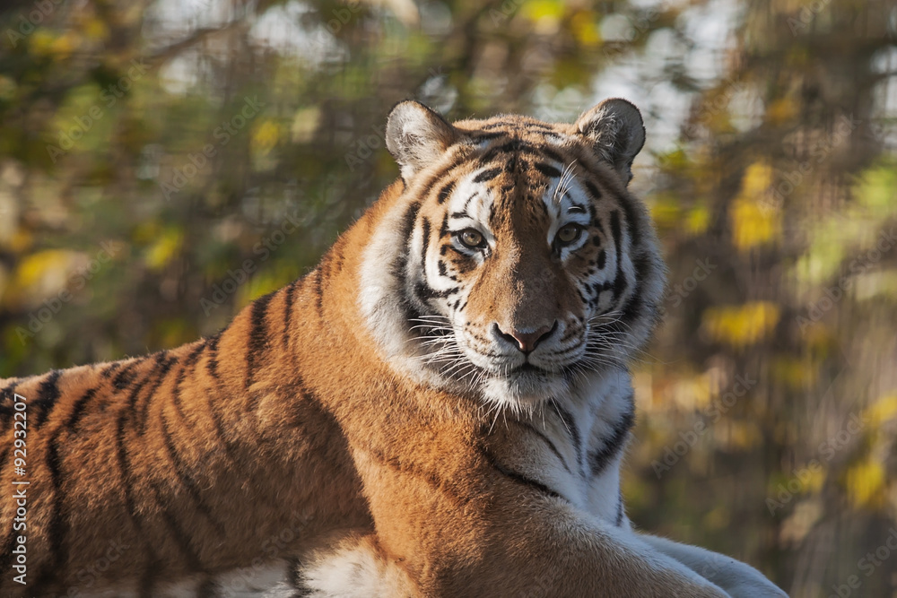 Fototapeta premium Resting Indian Tiger