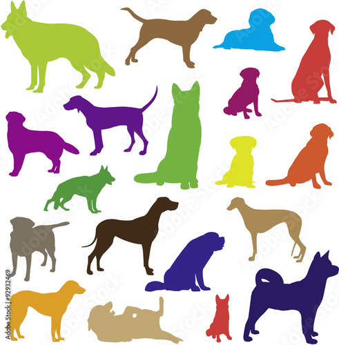 Chiens NB
