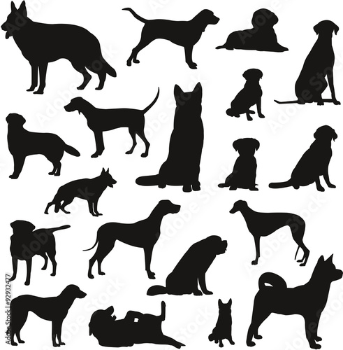 Chiens NB