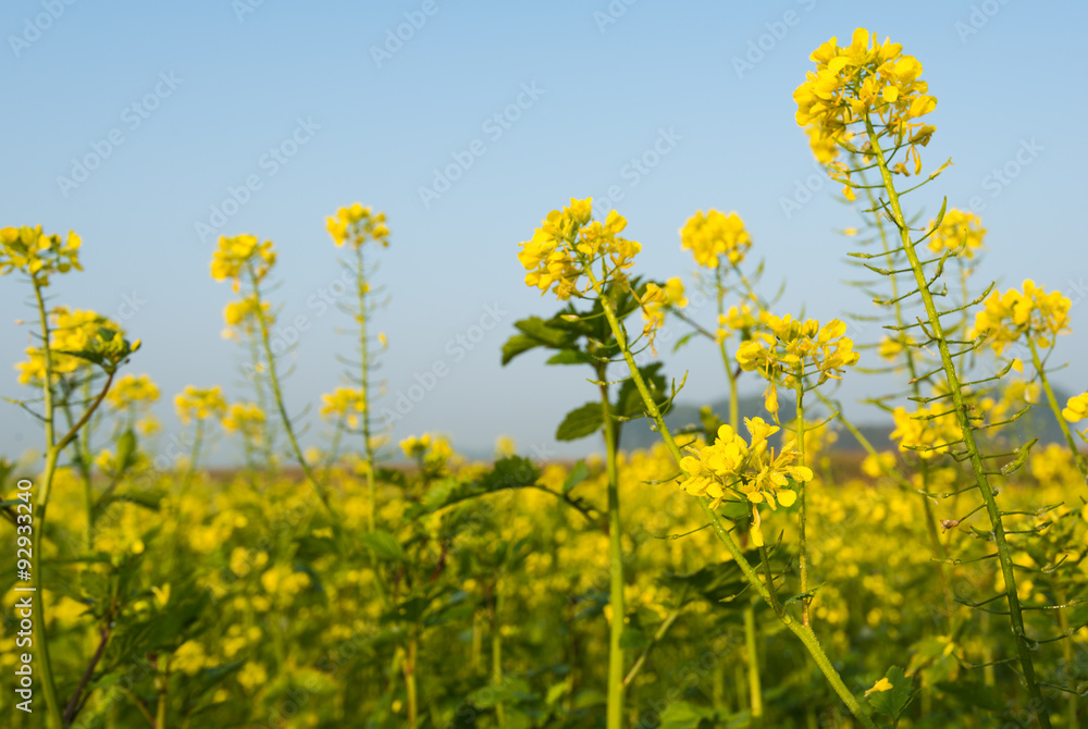 Flowering rapeseed against a blue sky