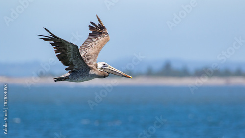 Brown Pelican in flight. © Phil Lowe