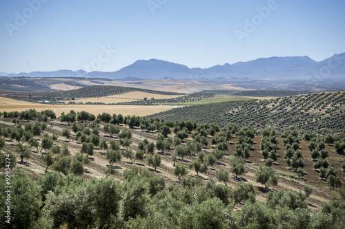 olive grove
