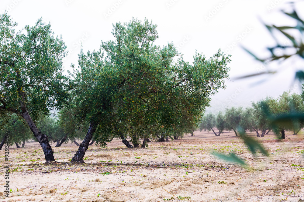 Fototapeta premium olives plant