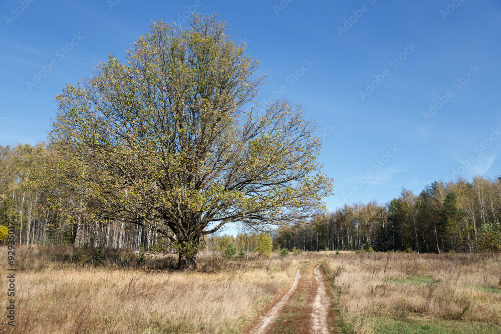 Falling oak leaves on scenic autumn forest Falling oak leaves on scenic autumn forest