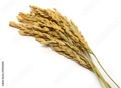 rice paddy stalk, white background. photo