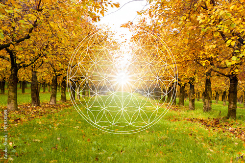 Herbstliche Bäume mit Lebensblume