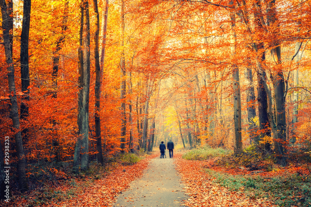 Obraz premium Autumn forest