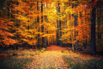 Autumn park