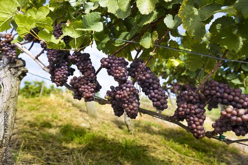 Trauben am Weinstock