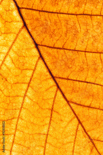 Yellow leaf closeup showing veins texture